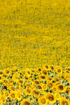 sunflower field, Provence, France