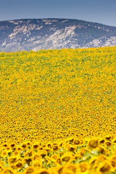 sunflower field, Provence, France