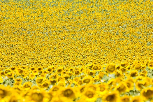 sunflower field, Provence, France