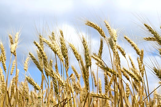 ears of wheat against the sky with clouds