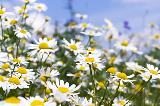 white daisies on blue sky with clouds