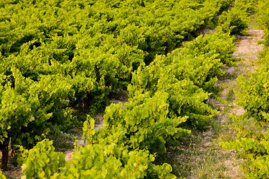 vineyard, Provence, France