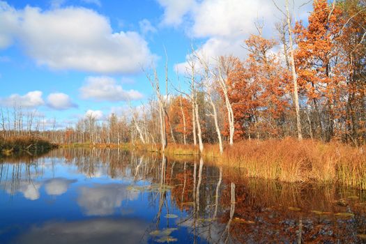 autumn wood on coast river