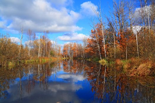 autumn wood on coast river