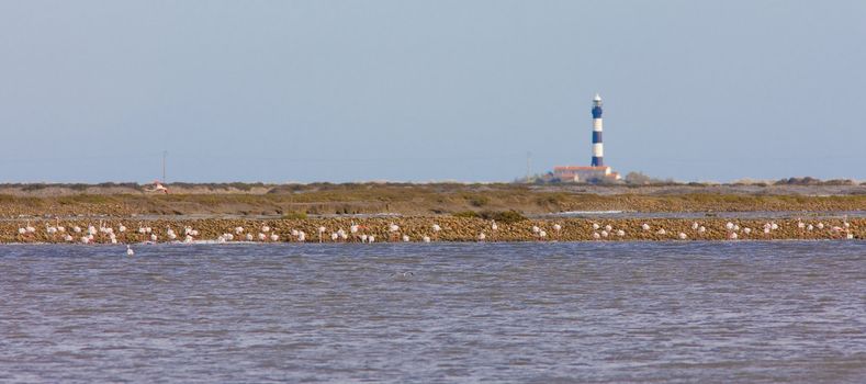 Parc Regional de Camargue, Provence, France