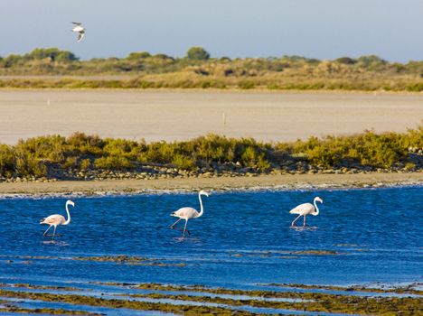 flamingos, Parc Regional de Camargue, Provence, France