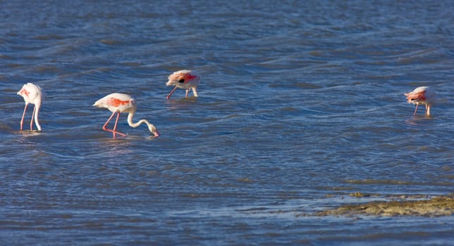 flamingos, Parc Regional de Camargue, Provence, France