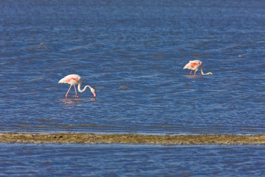 flamingos, Parc Regional de Camargue, Provence, France