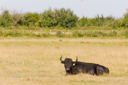 bull, Parc Regional de Camargue, Provence, France