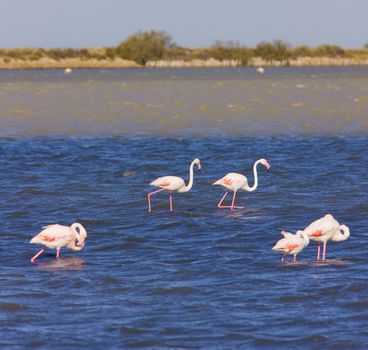 flamingos, Parc Regional de Camargue, Provence, France