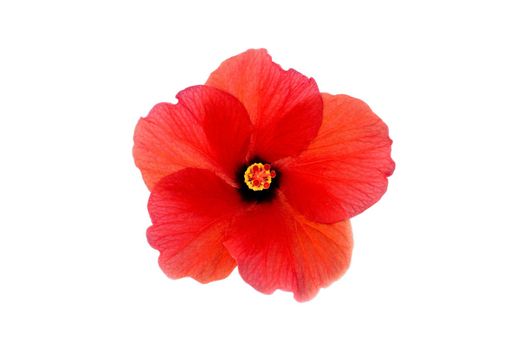 blooming head of red hibiscus, isolated, close-up