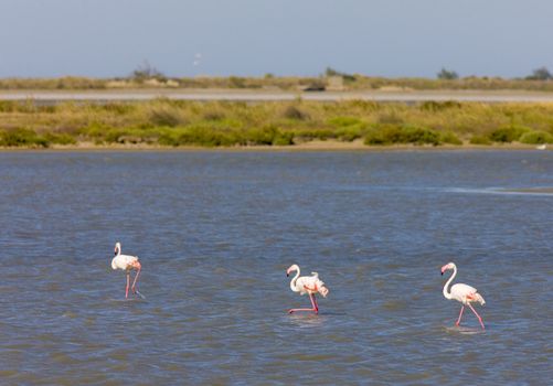 flamingos, Parc Regional de Camargue, Provence, France