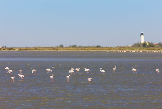 flamingos, Parc Regional de Camargue, Provence, France