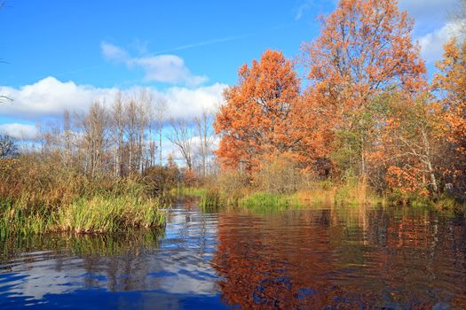 autumn wood on coast river