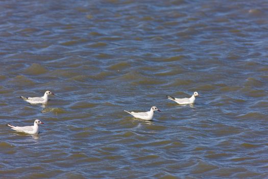 sea gulls, Parc Regional de Camargue, Provence, France