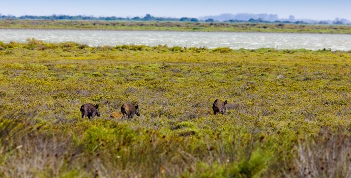 wild boars, Parc Regional de Camargue, Provence, France