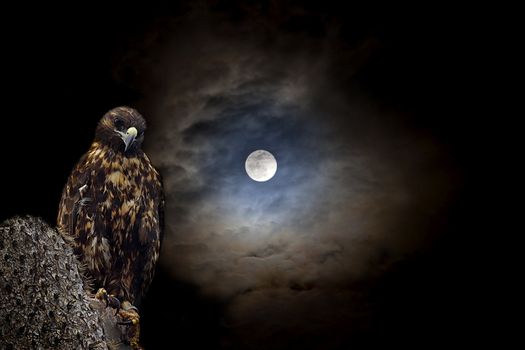 Galapagos Hawk on a cactus, in front of the moon