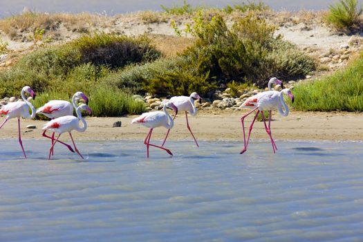 flamingos, Parc Regional de Camargue, Provence, France
