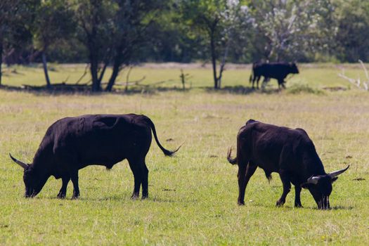 bulls, Parc Regional de Camargue, Provence, France