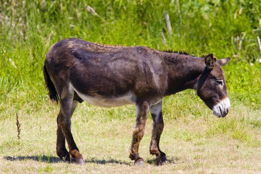 donkey, Parc Regional de Camargue, Provence, France