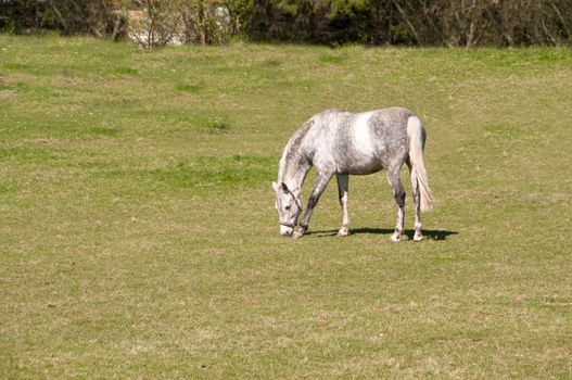 Gray dapple horse   grazing in the meadow. 
