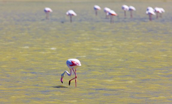 flamingos, Parc Regional de Camargue, Provence, France