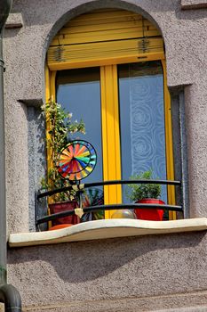 windows and flowers