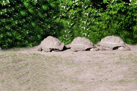 Huge tortoise (Megalochelys gigantea).