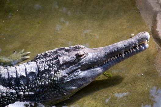 Dreamy smile  of crocodile.