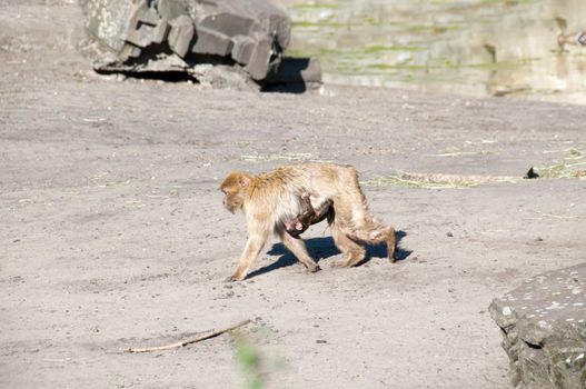 Magot monkey with a baby. (Macaca sylvana)