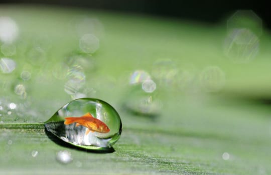 a goldfish in a drop of water