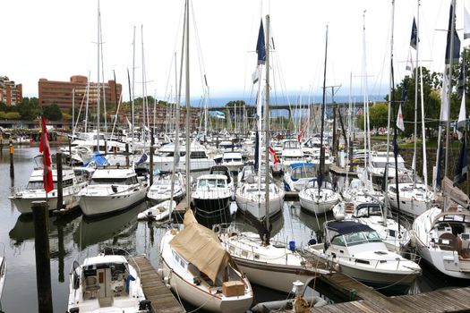 Sailboats moored tight together in a marina.