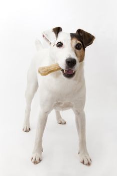 A dog jack russel with a bone in the mouth on white bottom.