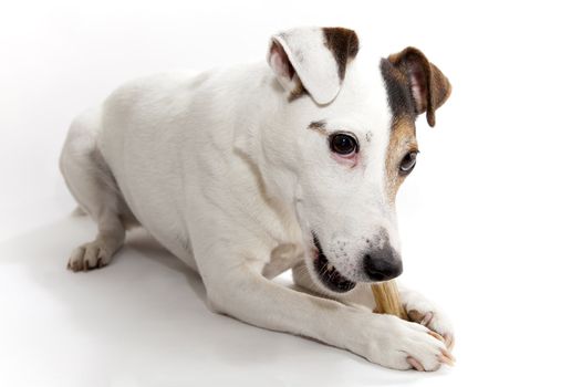 Jack russell on white bottom bitting his bone.