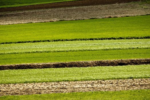 Agricultural horizontal layers - fields and green meadows