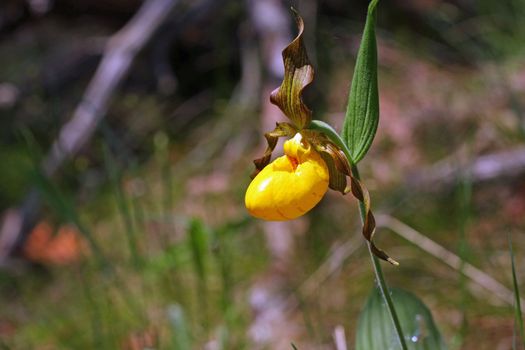 Yellow Lady Slipper Flower In MacGregor Point Provincial Park