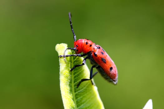 Milkweed Bug Oncopeltus fasciatus on end of leaf