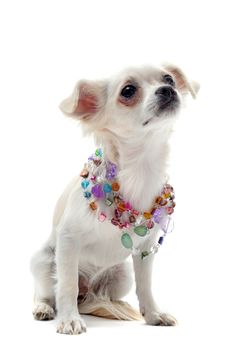 portrait of a cute purebred chihuahua with pearl collar in front of white background