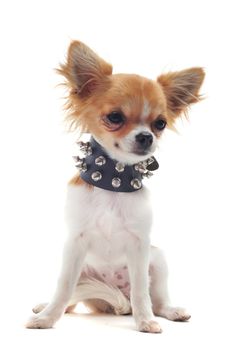 portrait of a cute purebred chihuahua with studded collar in front of white background