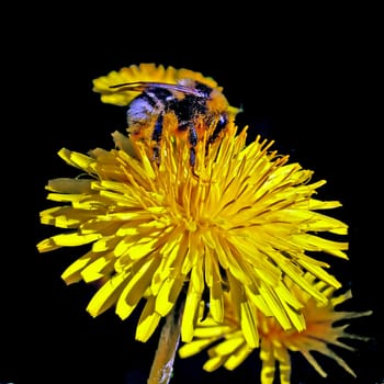 bee on flower