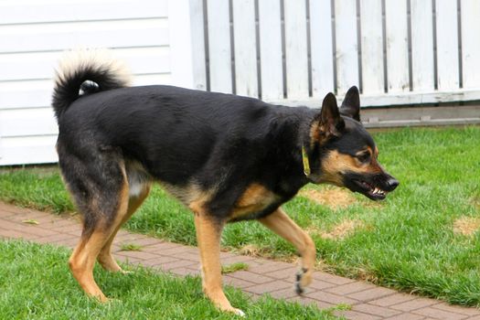 Shepherd Aggressive Stance Guarding Backyard