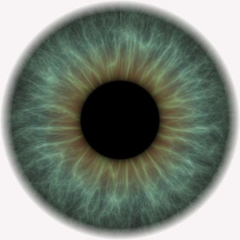 eyeball with lens and iris of the eye