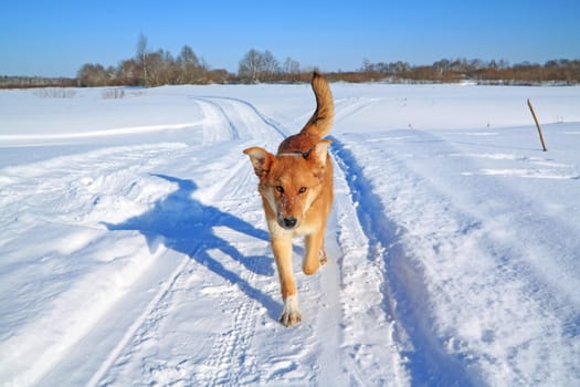 redhead dog on rural road