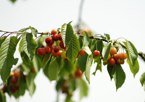 cherries on branches on summer time