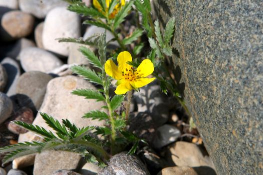 Silverweed Flower - Potentilla anserina In Morning Sun