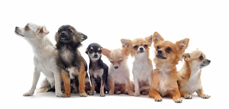 group of chihuahua  in front of white background