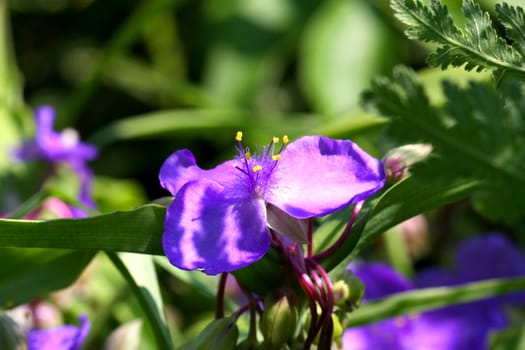 Spiderwort Flower - Virginia In Morning Sun