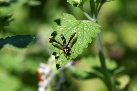 Thick-headed Fly - Physocephala tibialis on leaf