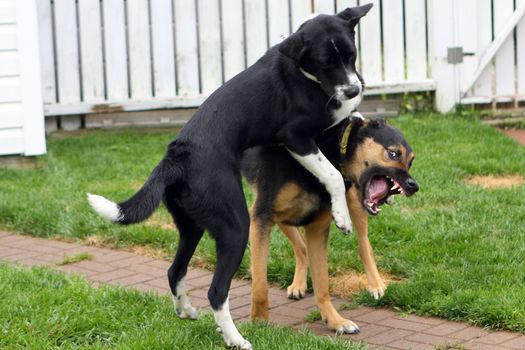 Two Dogs Playing In Backyard On Grass