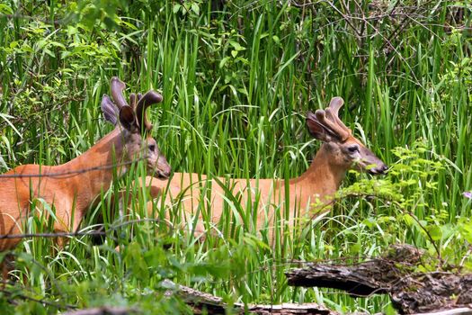 White-tailed Deer Two Bucks Feeding
